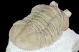 Uncommon, Asaphus bottnicus Trilobite - Russia #73511-5